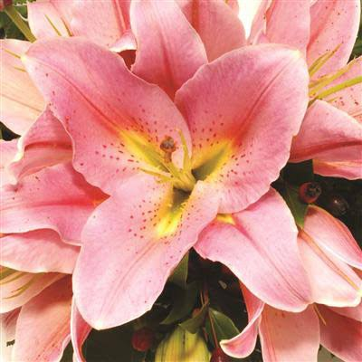 A detailed pink lily with a golden centre and delicate speckles