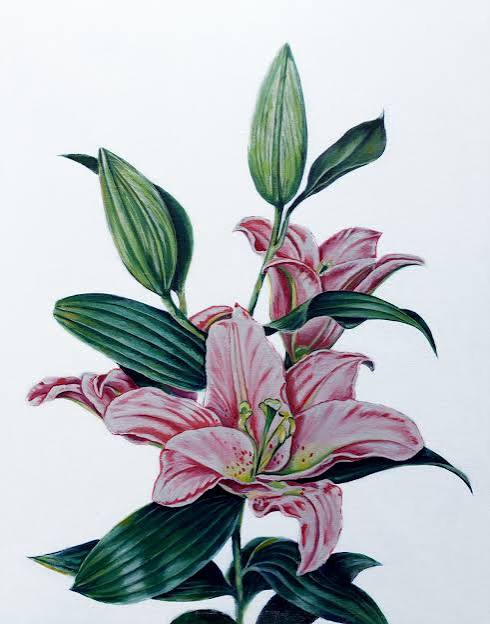 White lilies with rose-pink edges and deep green leaves